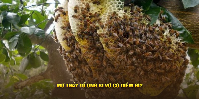 Mơ thấy tổ ong bị vỡ có điềm gì?